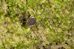 Image of Cynortula