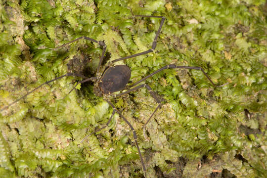 Image of Cynortula