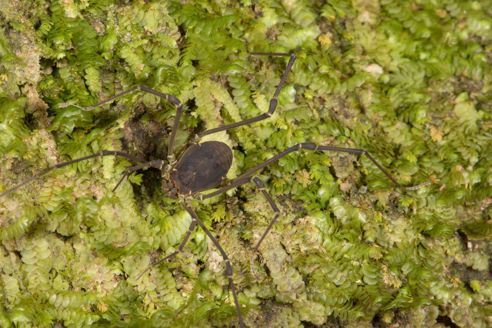 Image of Cynortula