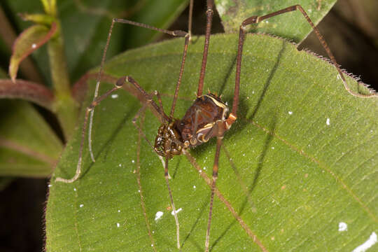 Image of <i>Phareicranaus calcariferus</i>