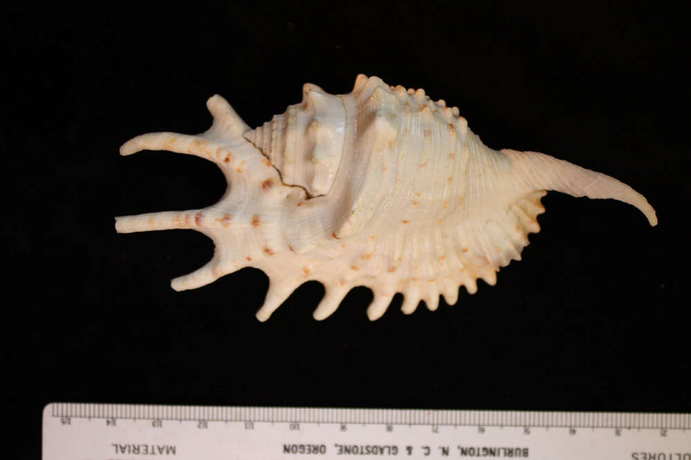 Image of violet spider conch