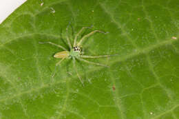 Image of Translucent Green Jumpers