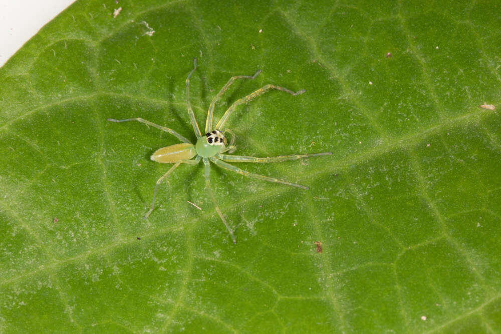 Image of Translucent Green Jumpers