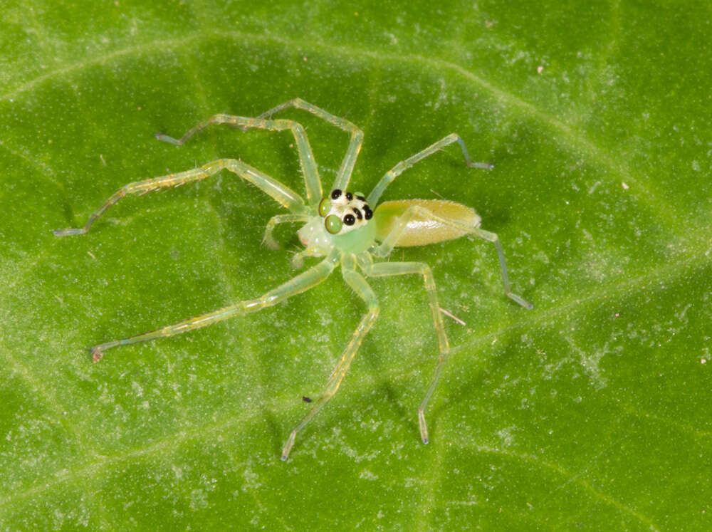 Image of Translucent Green Jumpers