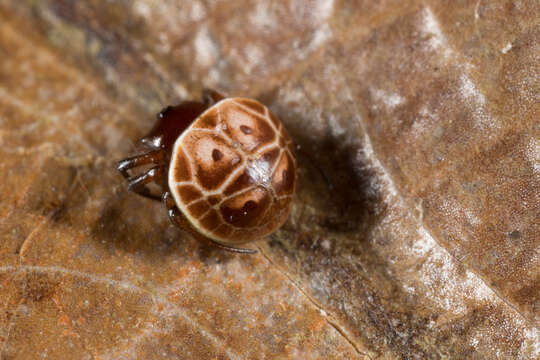 Image de Hypognatha