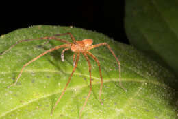 Image of huntsman spiders