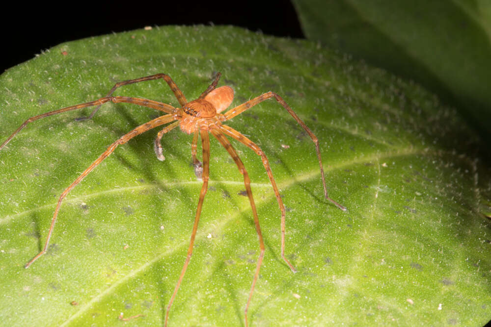 Image of huntsman spiders