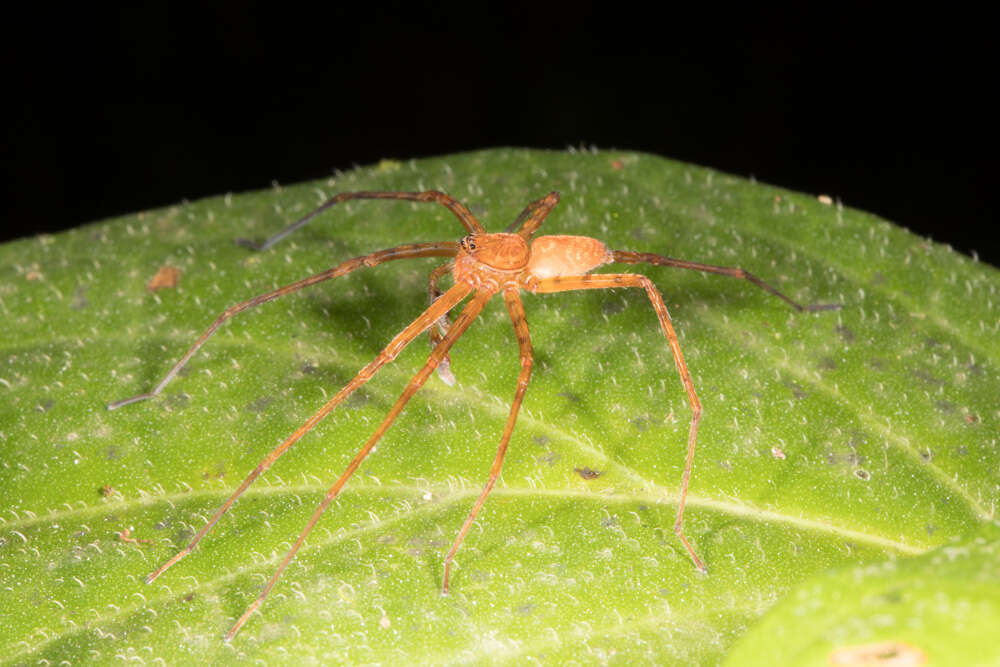 Image of huntsman spiders