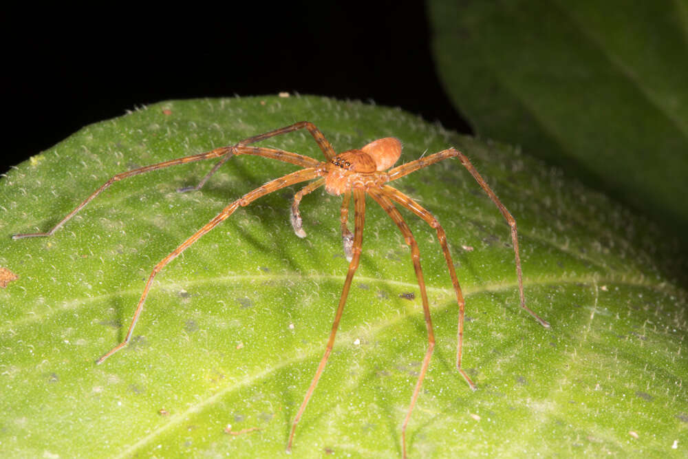 Image of huntsman spiders