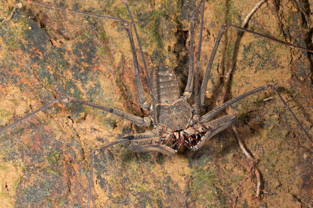 Image of Heterophryninae Pocock 1902
