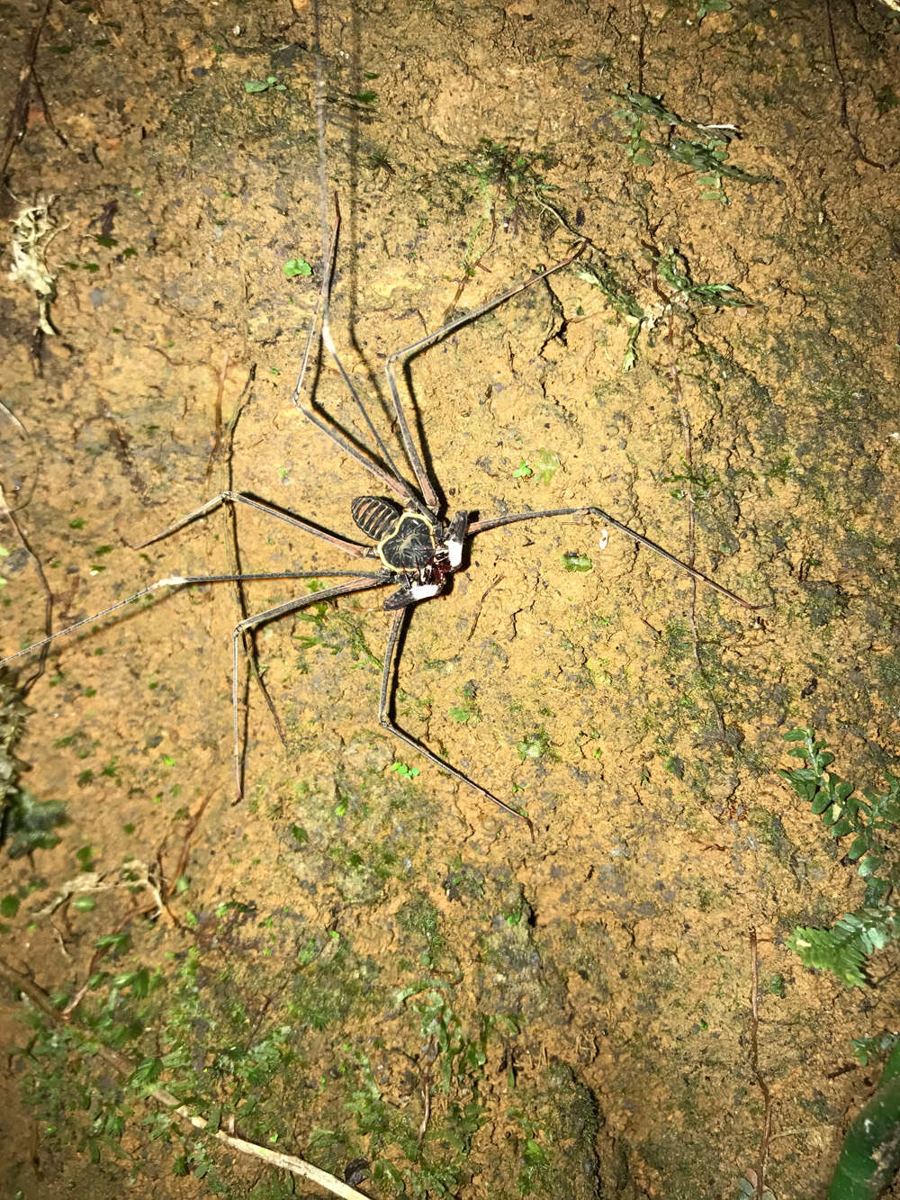 Image of tailless whip scorpions