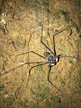 Image of tailless whip scorpions