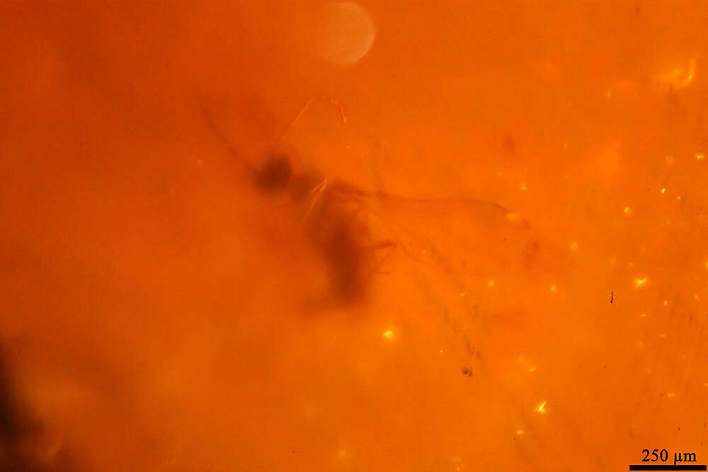 Image of gall midges and wood midges