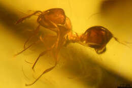 Image of Fire Ants and Thief Ants