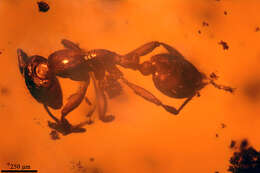 Image of Fire Ants and Thief Ants