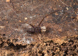 Image of drymusid spiders