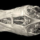 Image of Moenkhausia melogramma Eigenmann 1908