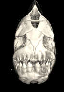 Image of Moenkhausia melogramma Eigenmann 1908