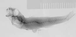 Image of Microichthys