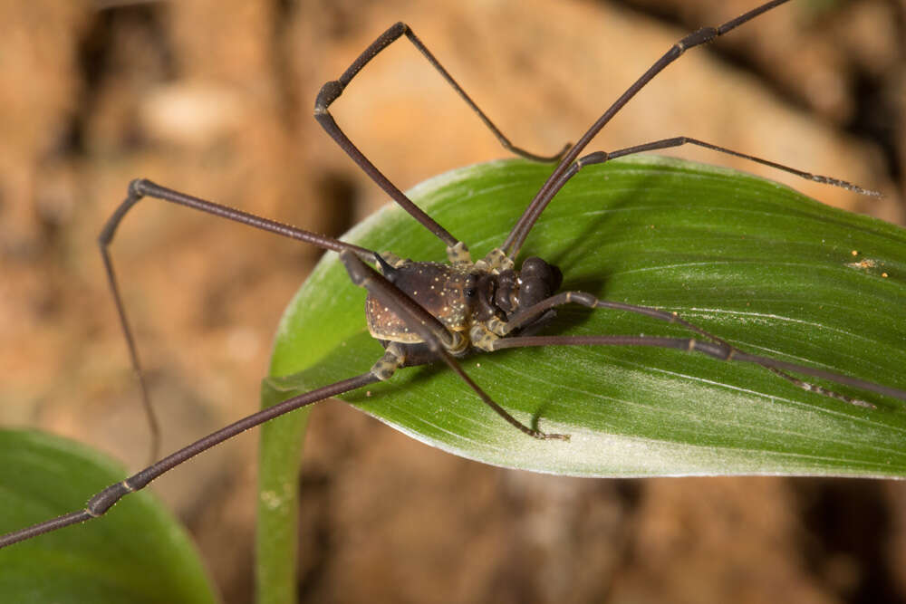 Image of <i>Paecilaema inglei</i>