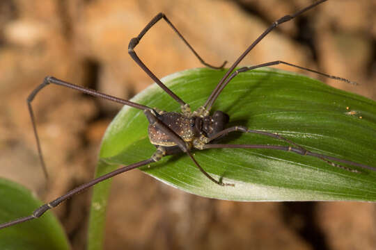 Image of <i>Paecilaema inglei</i>