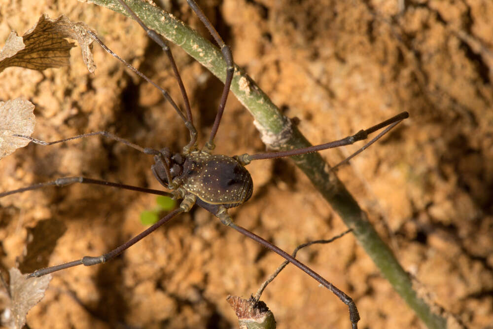 Image of <i>Paecilaema inglei</i>