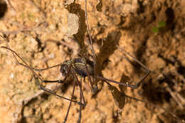 Image of <i>Paecilaema inglei</i>