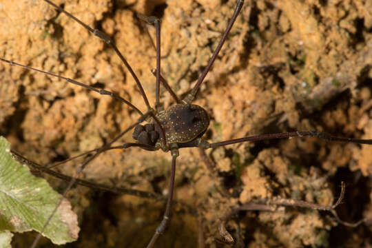 Image of <i>Paecilaema inglei</i>