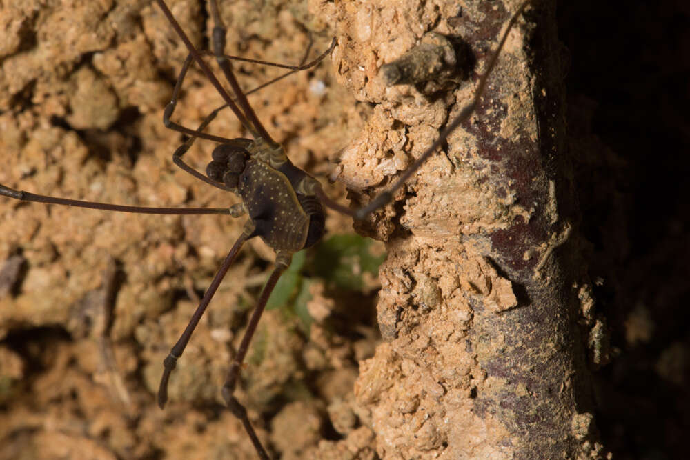 Image of <i>Paecilaema inglei</i>