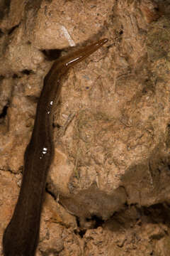 Image of planarians