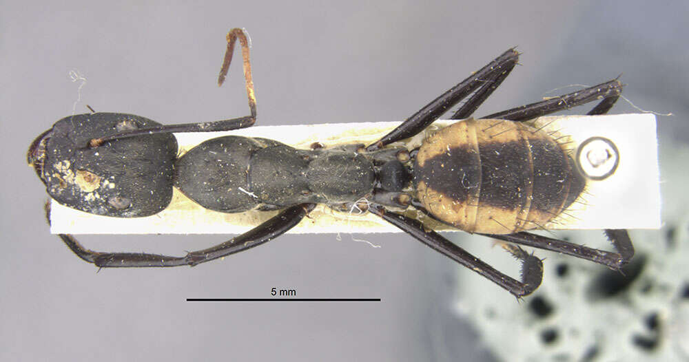 Image de Camponotus banghaasi Emery 1903