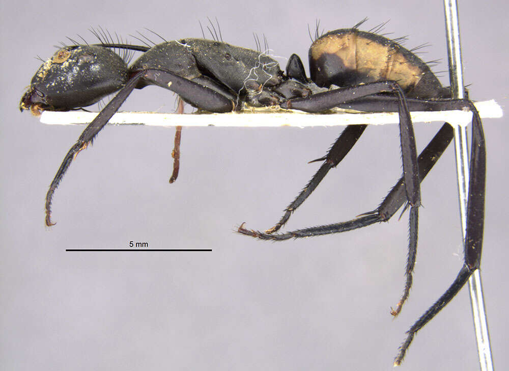 Image de Camponotus banghaasi Emery 1903