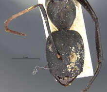 Image de Camponotus banghaasi Emery 1903