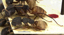 Image of Camponotus capperi formosulus Wheeler 1917