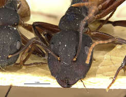 Image of Camponotus capperi formosulus Wheeler 1917