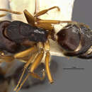 Image of Camponotus capperi unctulus Wheeler 1917