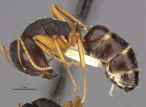 Image of Camponotus capperi unctulus Wheeler 1917