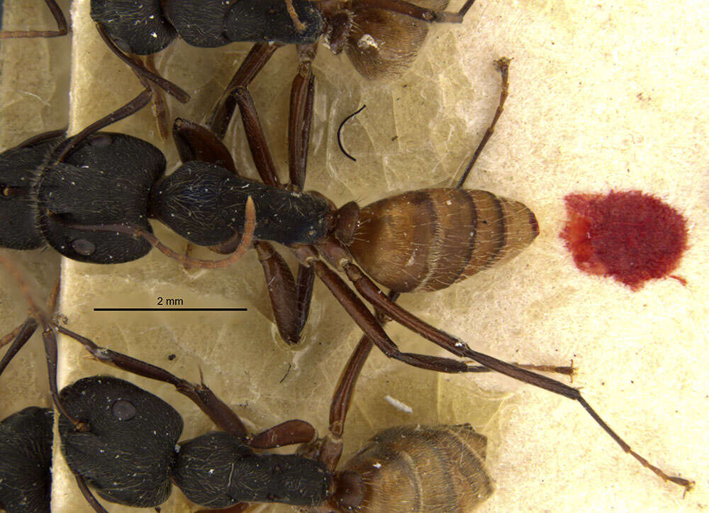 Image of Camponotus capperi formosulus Wheeler 1917