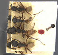 Image of Camponotus capperi formosulus Wheeler 1917