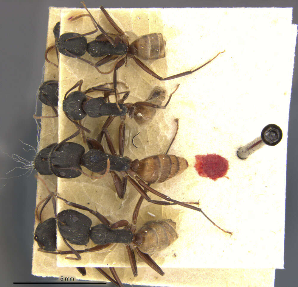 Image of Camponotus capperi formosulus Wheeler 1917