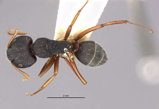 Image of Camponotus capperi subdepilis Wheeler 1917