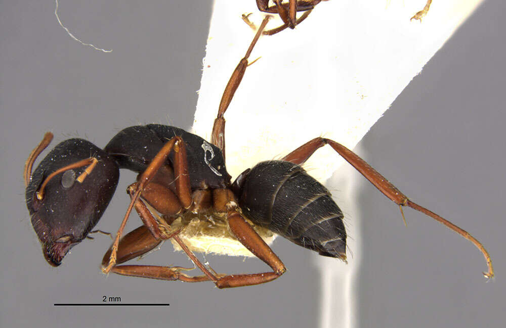 Image of Camponotus capperi subdepilis Wheeler 1917