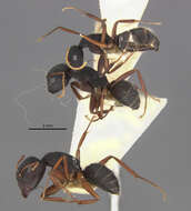 Image of Camponotus capperi subdepilis Wheeler 1917