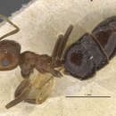 Image of Brachymyrmex coactus robustus Santschi 1923