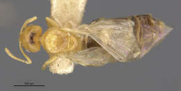 صورة Brachymyrmex pictus balboae Wheeler 1942