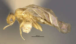 صورة Brachymyrmex pictus balboae Wheeler 1942