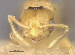 Image of Brachymyrmex pictus balboae Wheeler 1942