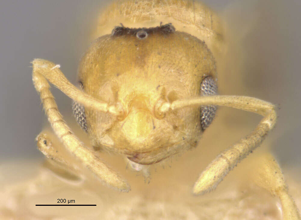 Image of Brachymyrmex pictus balboae Wheeler 1942