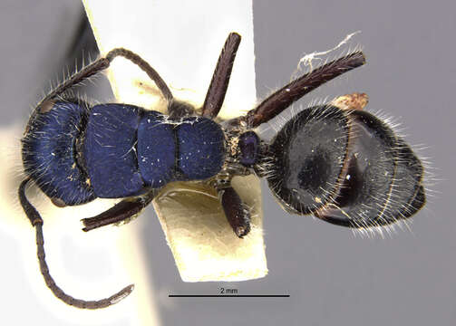 Image of <i>Calomyrmex splendidus</i> purpureus cyanea