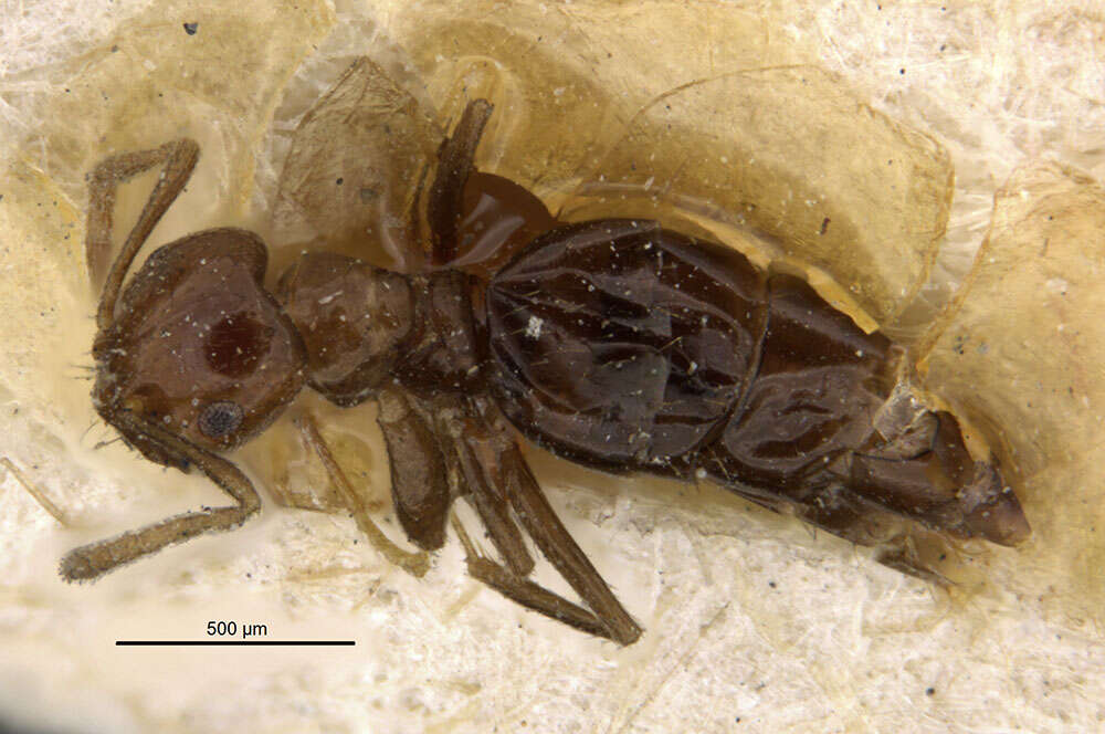 Image of Brachymyrmex degener Emery 1906